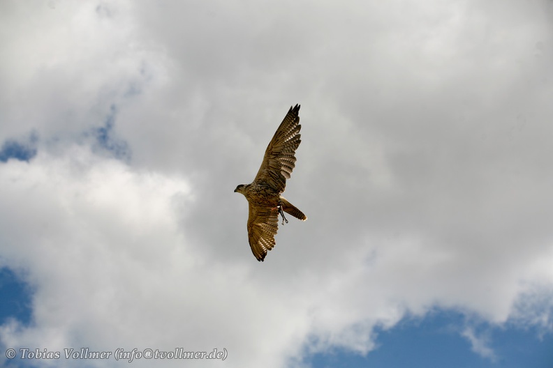 Burgfest_Stargard-20120812-12_47_11_3016.jpg