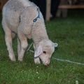Gerswalder-Wasserburgfest_20140712-212111_7668.jpg
