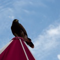 Stargard_20190810-123511_6838.jpg
