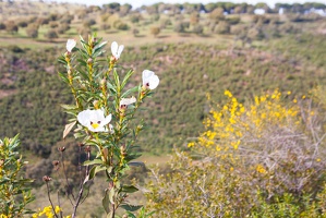 Andalusien 20150326-164724 7904