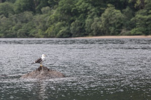 Scotland 20180713-125236 1568