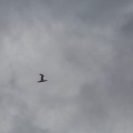 Scotland_20180717-120204_2099.jpg