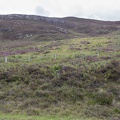 Scotland_20180718-113119_2319.jpg