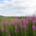 Scotland_20180719-145156_2398.jpg