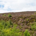 Scotland_20180721-125330_2529.jpg