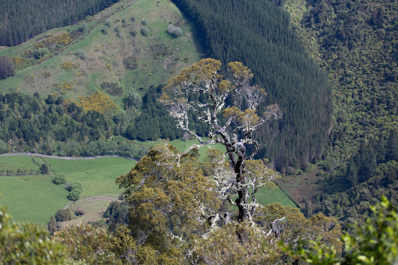 Newzealand 20191030-145551 4343 - Newzealand_20191030-145551_4343.jpg Newzealand_20191030-145551_4343.jpg