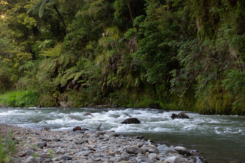 Newzealand 20191114-183508 6214 - Newzealand_20191114-183508_6214.jpg Newzealand_20191114-183508_6214.jpg
