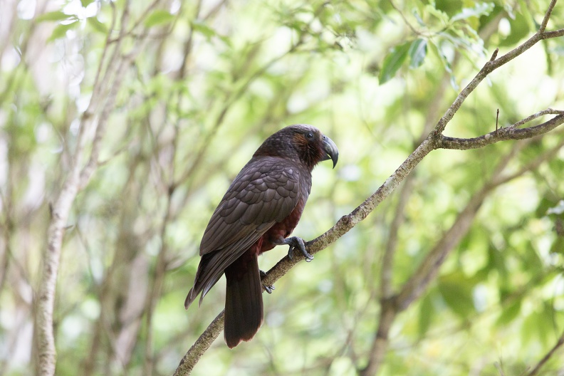 Newzealand 20191116-145535 6467 - Newzealand_20191116-145535_6467.jpg Newzealand_20191116-145535_6467.jpg